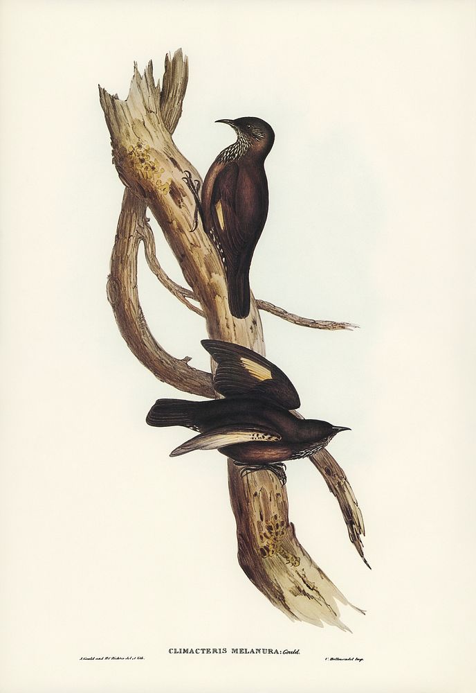 Black-tailed Tree-Creeper (Climacteris melanura) illustrated by Elizabeth Gould (1804&ndash;1841) for John Gould&rsquo;s…