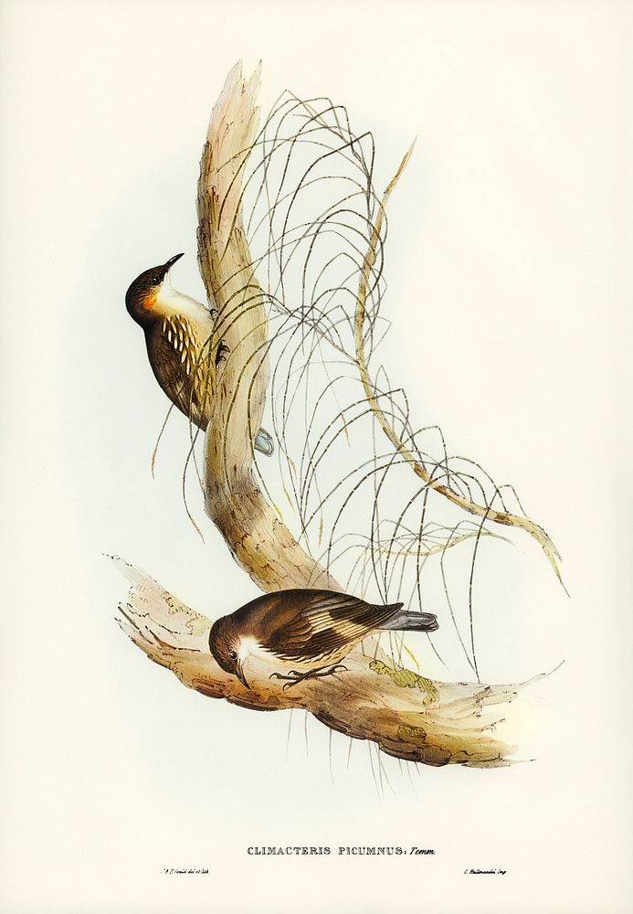 White-throated Tree-Creeper (Climacteris picumnus) illustrated by Elizabeth Gould (1804&ndash;1841) for John Gould&rsquo;s…