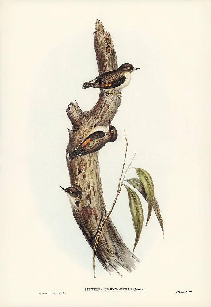 Orange-winged Sittella (Sittella chrysoptera) illustrated by Elizabeth Gould (1804&ndash;1841) for John Gould&rsquo;s (1804…