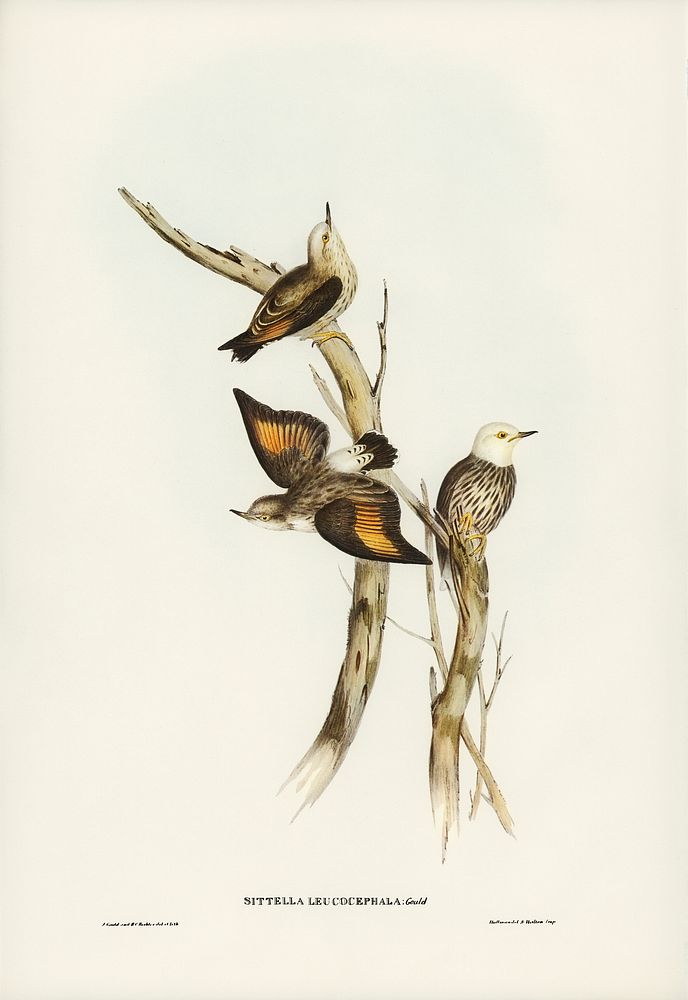 White-headed Sittella (Sittella leucocephala) illustrated by Elizabeth Gould (1804&ndash;1841) for John Gould&rsquo;s (1804…