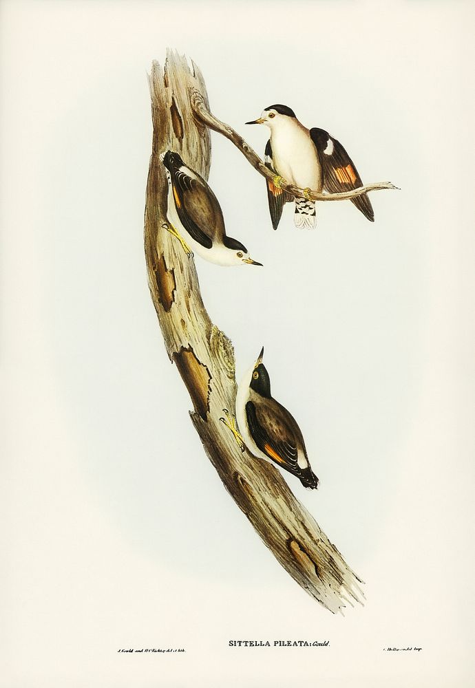 Black-capped Sittella (Sittella pileata) illustrated by Elizabeth Gould (1804&ndash;1841) for John Gould&rsquo;s (1804-1881)…