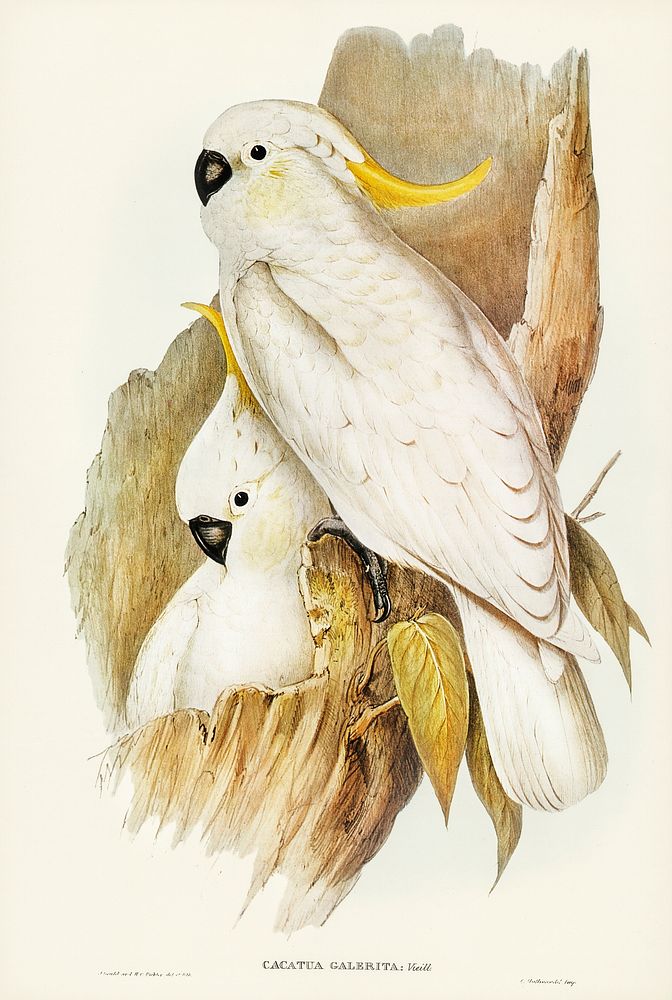 Crested Cockatoo (Cacatua galerita) illustrated by Elizabeth Gould (1804&ndash;1841) for John Gould&rsquo;s (1804-1881)…