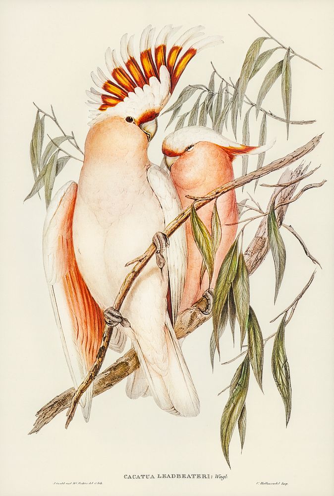 Leadbeater's Cockatoo (Cacatua Leadbeaterii) illustrated by Elizabeth Gould (1804&ndash;1841) for John Gould&rsquo;s (1804…