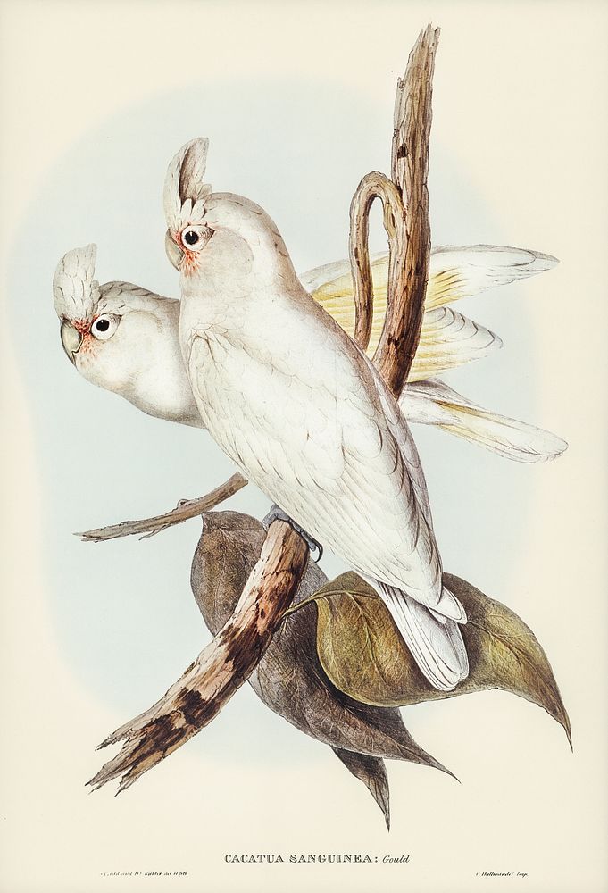 Blood-stained Cockatoo (Cacatua sanguinca) illustrated by Elizabeth Gould (1804&ndash;1841) for John Gould&rsquo;s (1804…