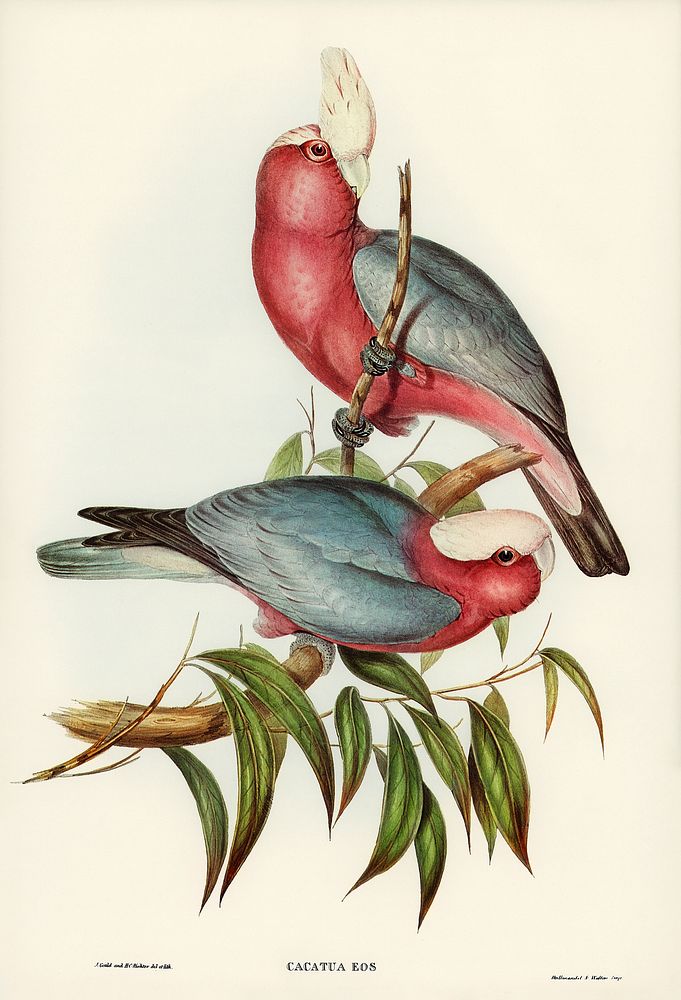 Cacatua Eos (Rose-breasted Cockatoo) illustrated by Elizabeth Gould (1804&ndash;1841) for John Gould&rsquo;s (1804-1881)…
