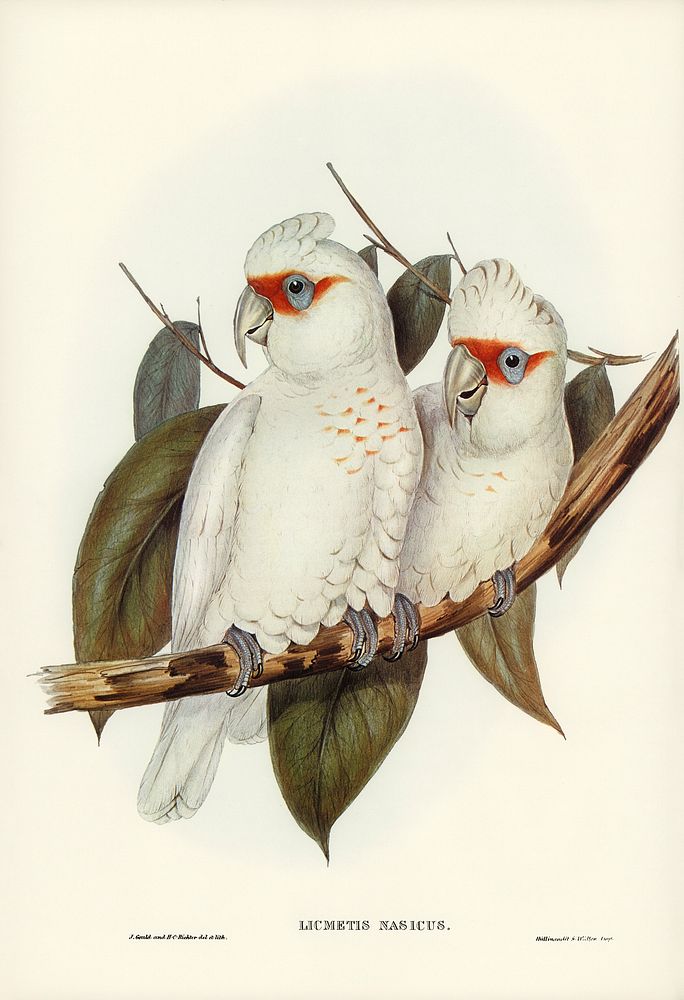 Long-billed Cockatoo (Licmetis nasicus) illustrated by Elizabeth Gould (1804&ndash;1841) for John Gould&rsquo;s (1804-1881)…