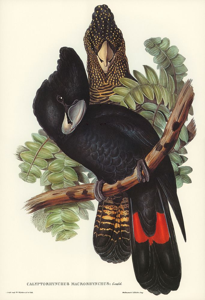 Great-billed Black Cockatoo (Calyptorhynchus macrorhynchus) illustrated by Elizabeth Gould (1804&ndash;1841) for John…