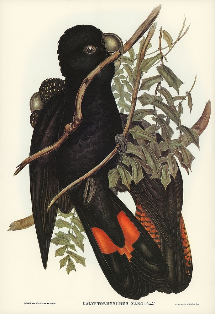 Western Black Cockatoo (Calyptorhynchus naso) illustrated by Elizabeth Gould (1804&ndash;1841) for John Gould&rsquo;s (1804…