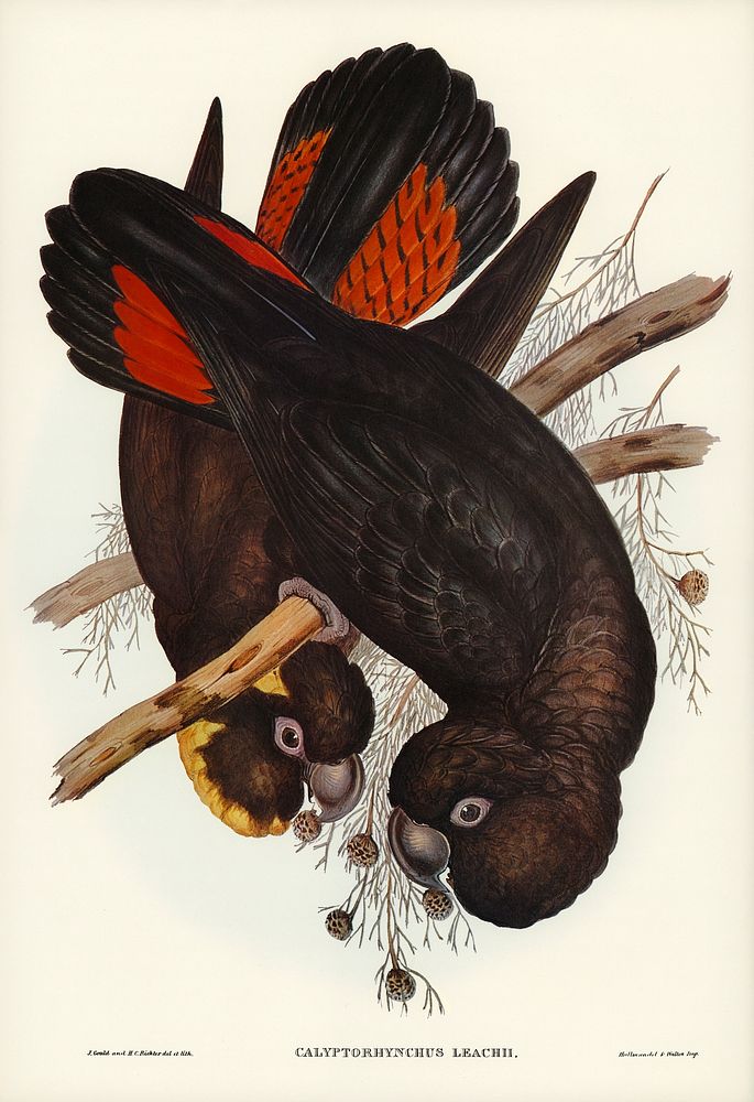 Leach's Cockatoo (Calyptorhynchus Leachii) illustrated by Elizabeth Gould (1804&ndash;1841) for John Gould&rsquo;s (1804…