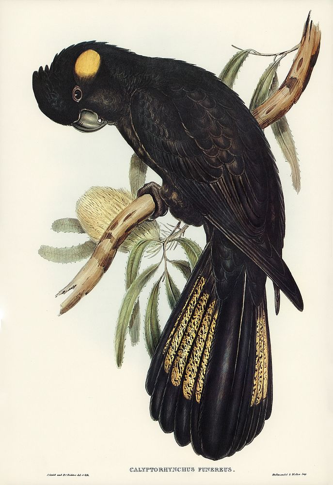 Funereal Cockatoo (Calyptorhynchus funereus) illustrated by Elizabeth Gould (1804&ndash;1841) for John Gould&rsquo;s (1804…