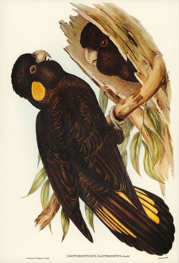 Yellow-eared Black Cockatoo (Calyptorhynchus xanthonotus) illustrated by Elizabeth Gould (1804&ndash;1841) for John…