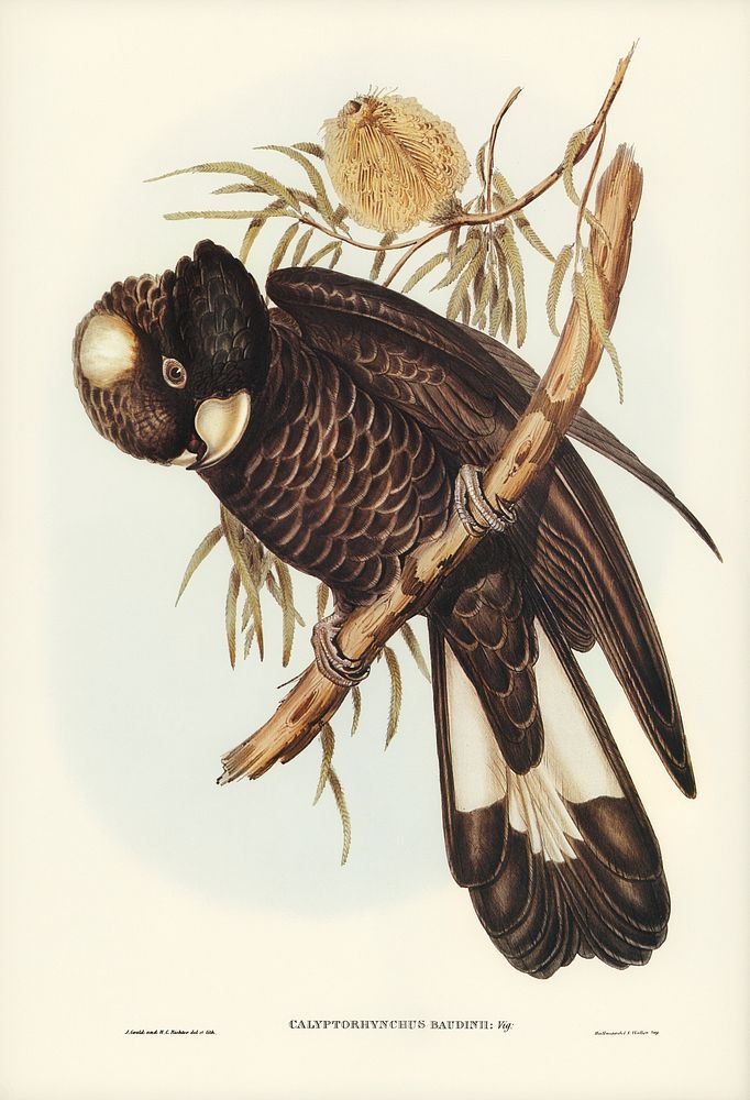 Baudin's Cockatoo (Calyptorhynchus Baudinii) illustrated by Elizabeth Gould (1804&ndash;1841) for John Gould&rsquo;s (1804…