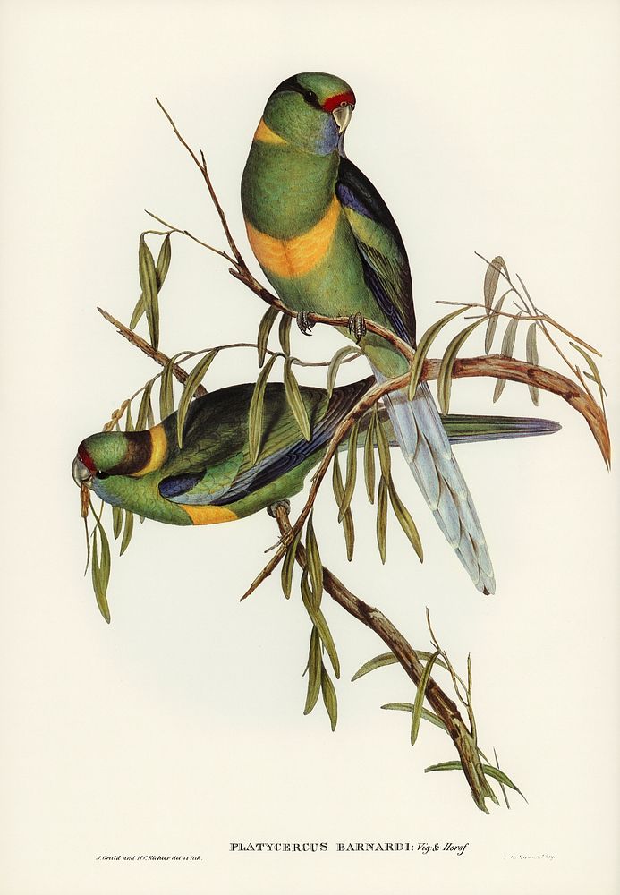Black-tailed Parakeet (Polytelis melanura) illustrated by Elizabeth Gould (1804&ndash;1841) for John Gould&rsquo;s (1804…