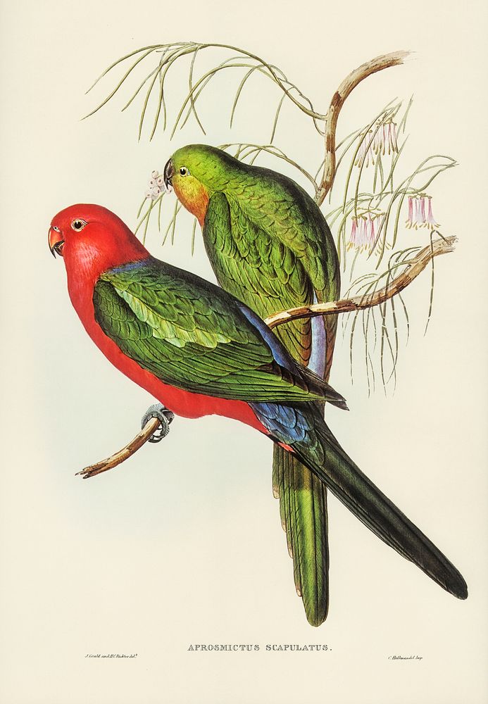King Lory (Aprosmictus scapulatus) illustrated by Elizabeth Gould (1804&ndash;1841) for John Gould&rsquo;s (1804-1881) Birds…