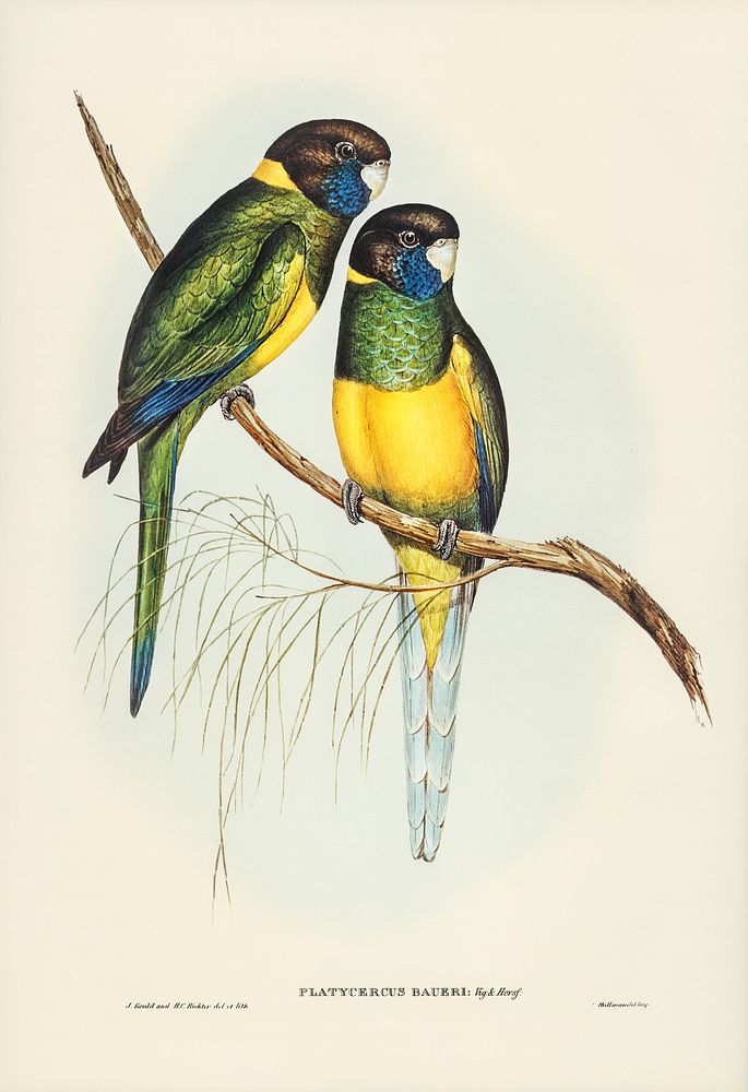 Bauer's Parrakeet (Platycercus Bauerii) illustrated by Elizabeth Gould (1804&ndash;1841) for John Gould&rsquo;s (1804-1881)…