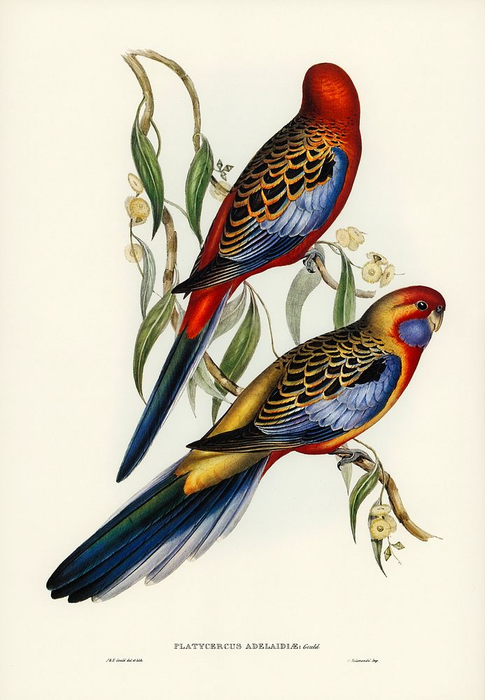 Adelaide Parakeet (Platycercus Adelaidiae) illustrated by Elizabeth Gould (1804&ndash;1841) for John Gould&rsquo;s (1804…