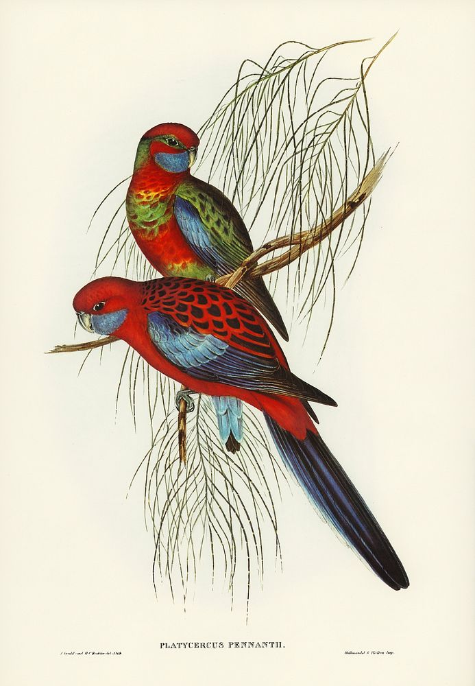 Pennant's Parakeet (Platycercus Pennantii) illustrated by Elizabeth Gould (1804&ndash;1841) for John Gould&rsquo;s (1804…