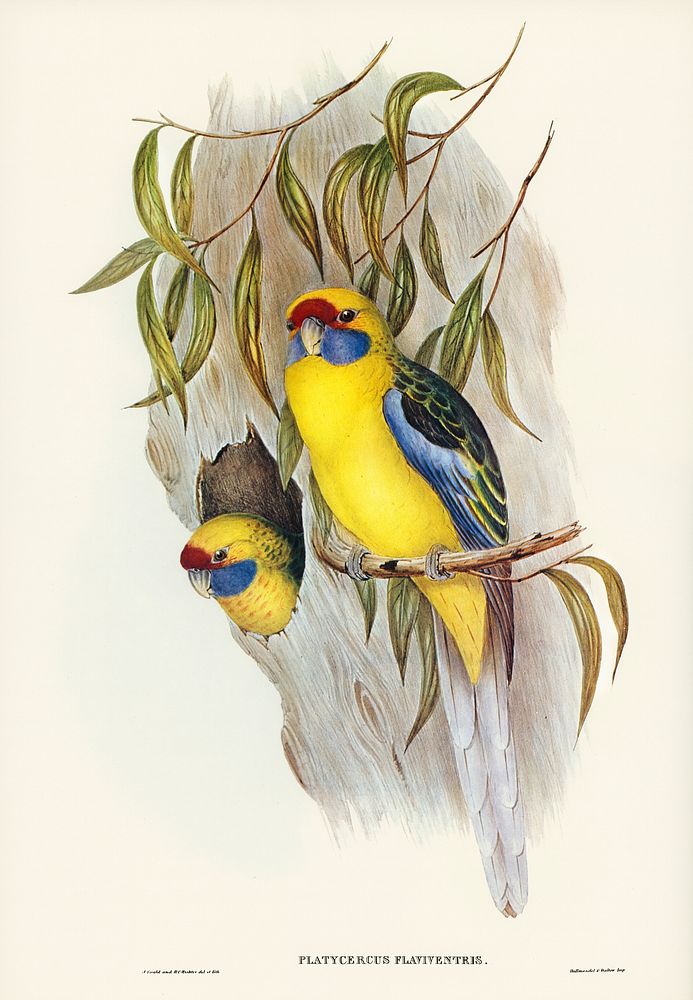 Yellow-bellied Parakeet (Platycercus flaviventris) illustrated by Elizabeth Gould (1804&ndash;1841) for John Gould&rsquo;s…