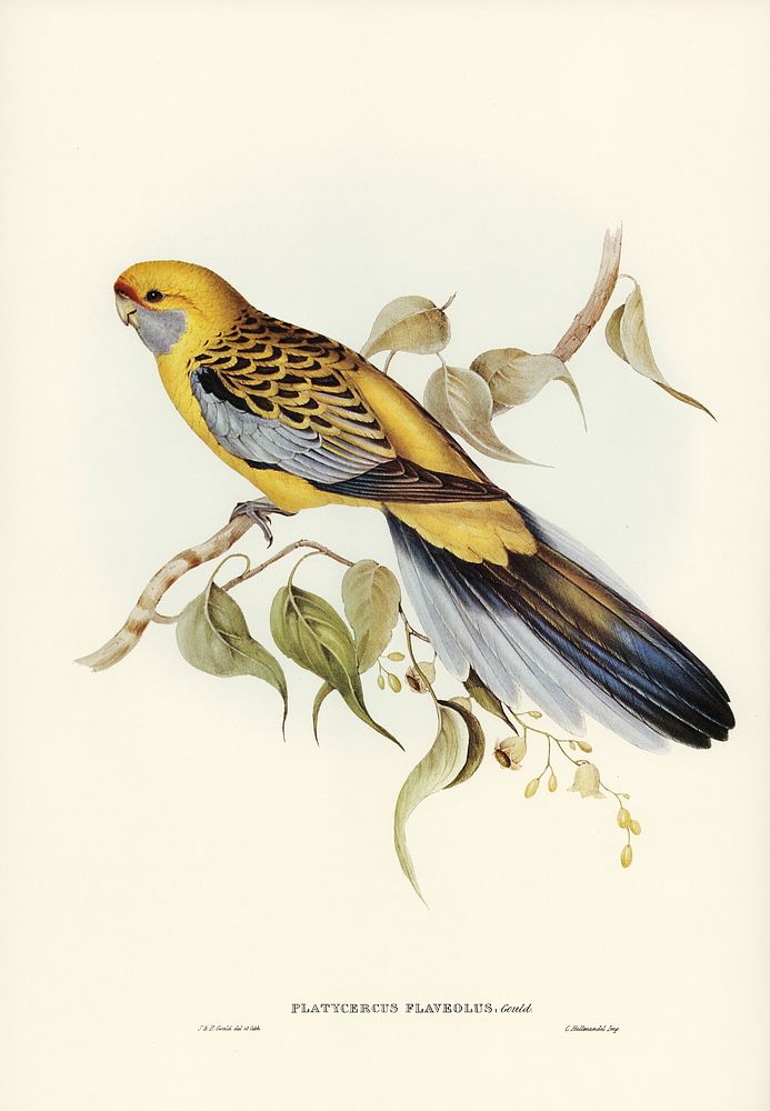 Yellow-rumped Parakeet (Platycercus flaveolus) illustrated by Elizabeth Gould (1804&ndash;1841) for John Gould&rsquo;s (1804…
