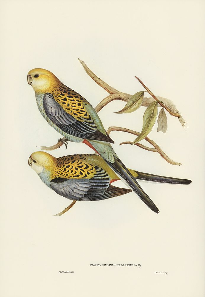 Pale-headed Parakeet (Platycercus palliceps) illustrated by Elizabeth Gould (1804&ndash;1841) for John Gould&rsquo;s (1804…