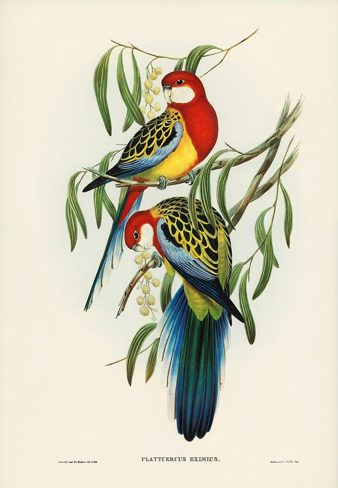Rose-hill Parakeet (Platycercus eximius) illustrated by Elizabeth Gould (1804&ndash;1841) for John Gould&rsquo;s (1804-1881)…
