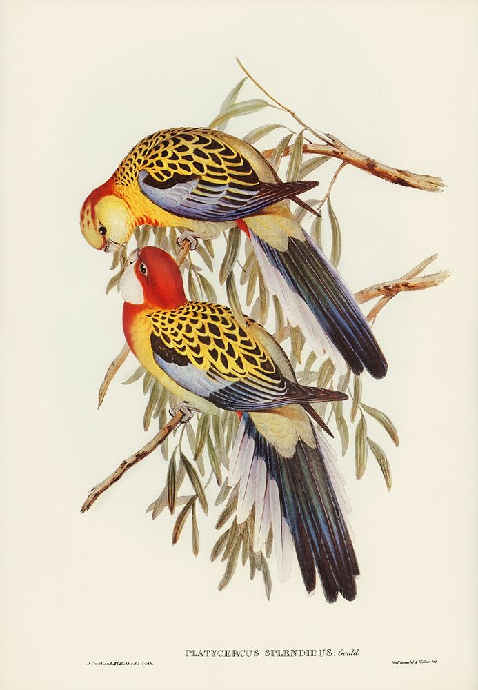 Splendid Parakeet (Platycercus splendidus) illustrated by Elizabeth Gould (1804&ndash;1841) for John Gould&rsquo;s (1804…