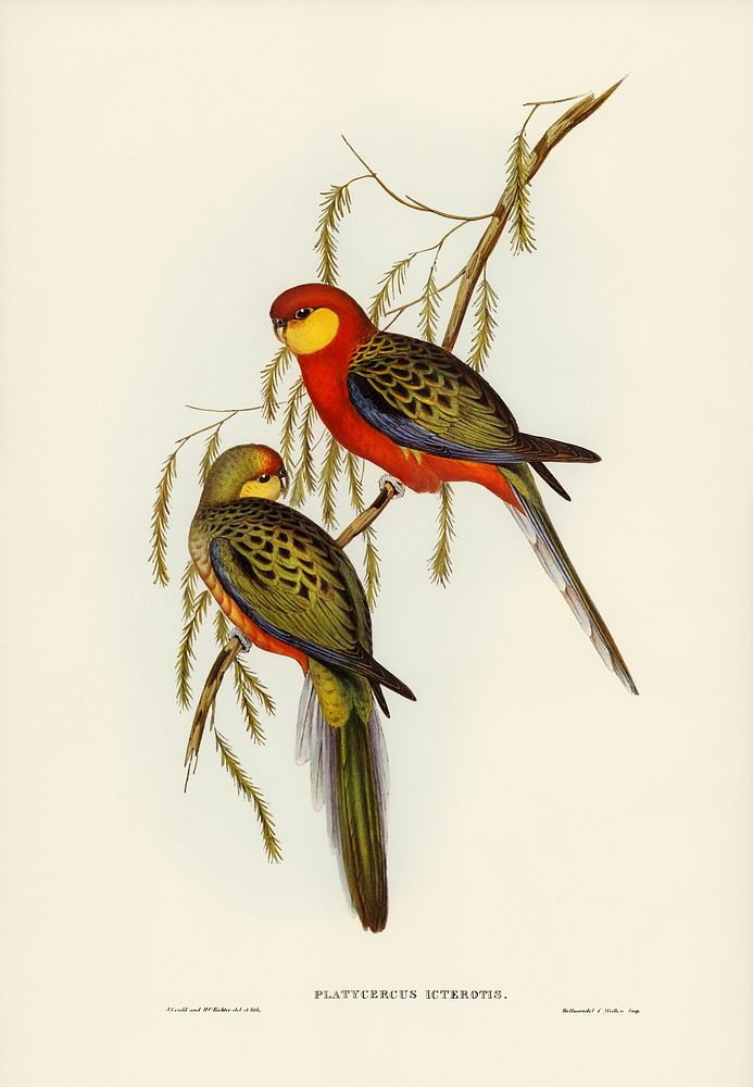 The Earl of Derby's Parrakeet (Platycercus icterotis) illustrated by Elizabeth Gould (1804&ndash;1841) for John…