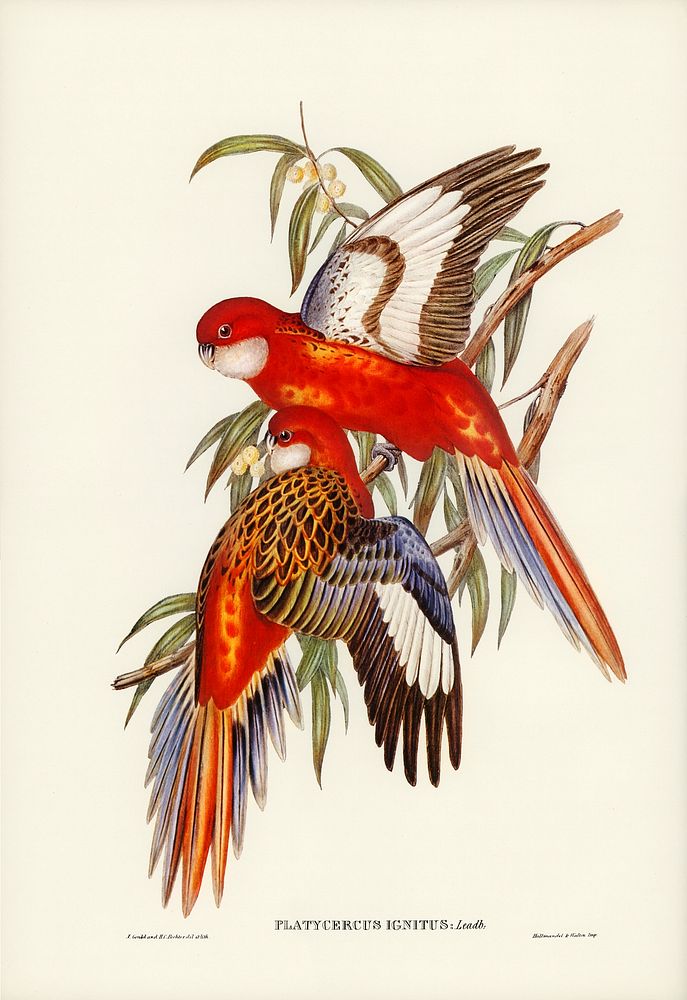 Fiery Parakeet (Platycercus ignitus) illustrated by Elizabeth Gould (1804&ndash;1841) for John Gould&rsquo;s (1804-1881)…