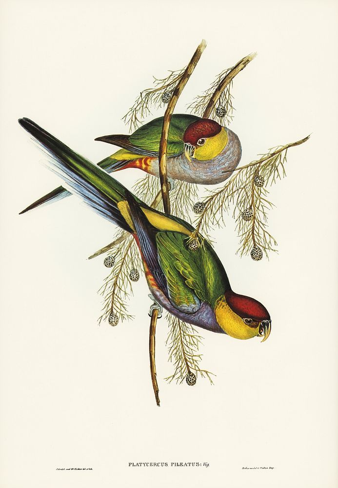 Red-capped Parakeet (Platycercus pileatus) illustrated by Elizabeth Gould (1804&ndash;1841) for John Gould&rsquo;s (1804…
