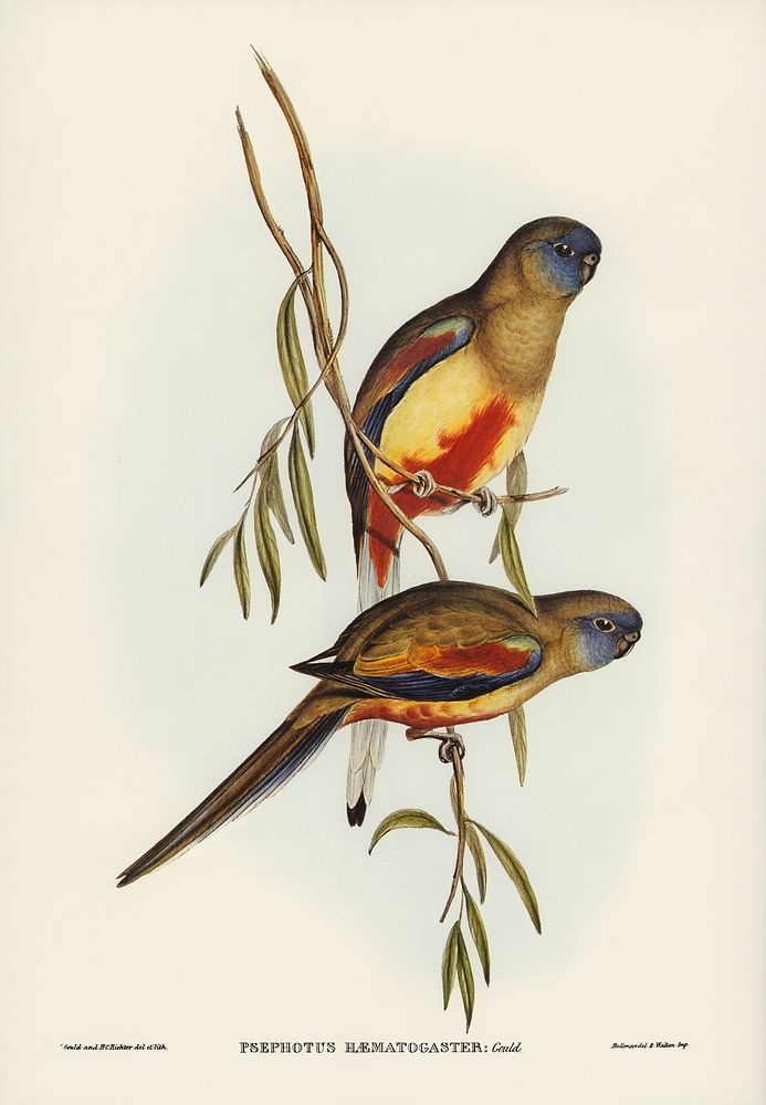 Crimson-bellied Parakeet (Psephotus haematogaster) illustrated by Elizabeth Gould (1804&ndash;1841) for John Gould&rsquo;s…