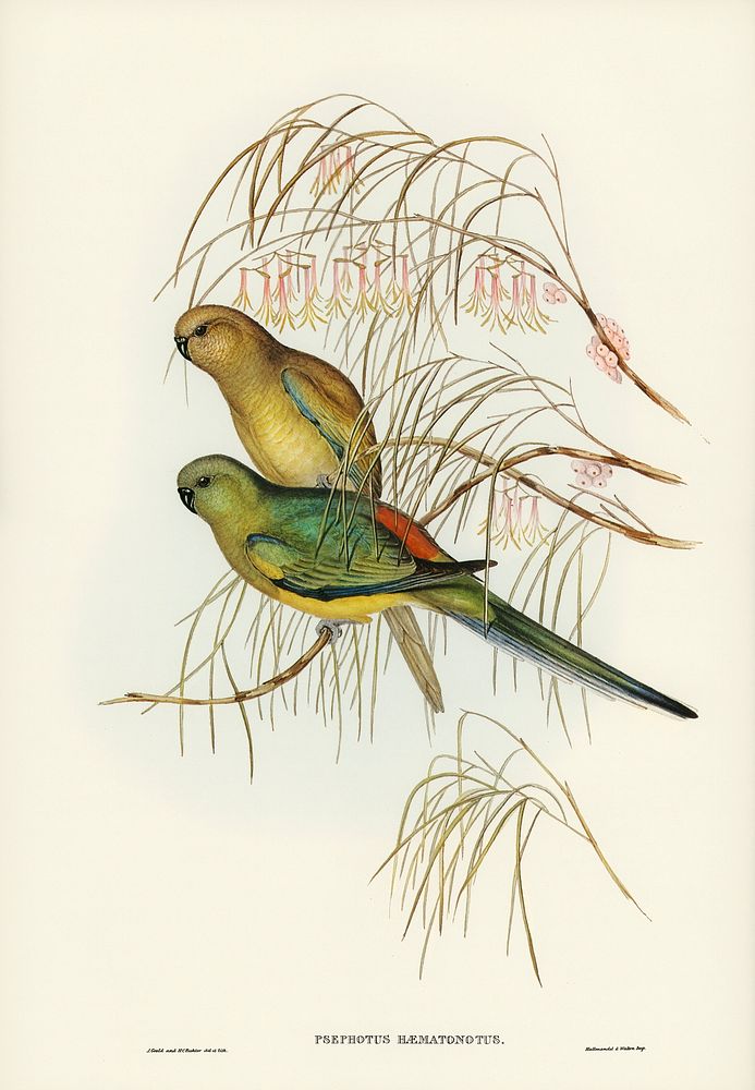 Red-backed Parakeet (Psephotus haematonotus) illustrated by Elizabeth Gould (1804&ndash;1841) for John Gould&rsquo;s (1804…