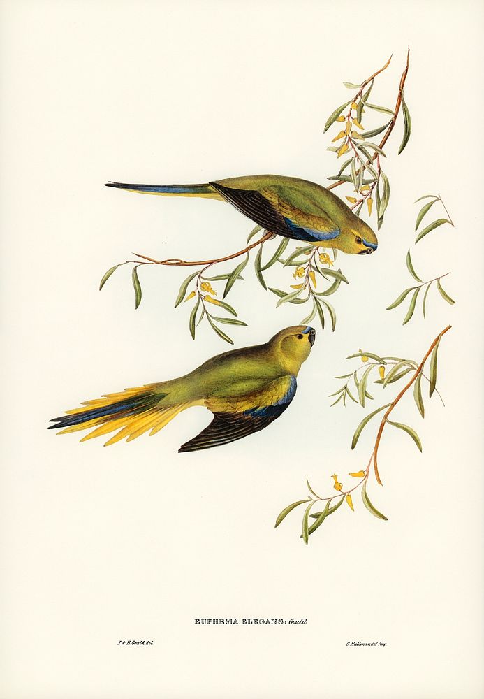 Elegant Grass-Parakeet (Euphema elegans) illustrated by Elizabeth Gould (1804&ndash;1841) for John Gould&rsquo;s (1804-1881)…