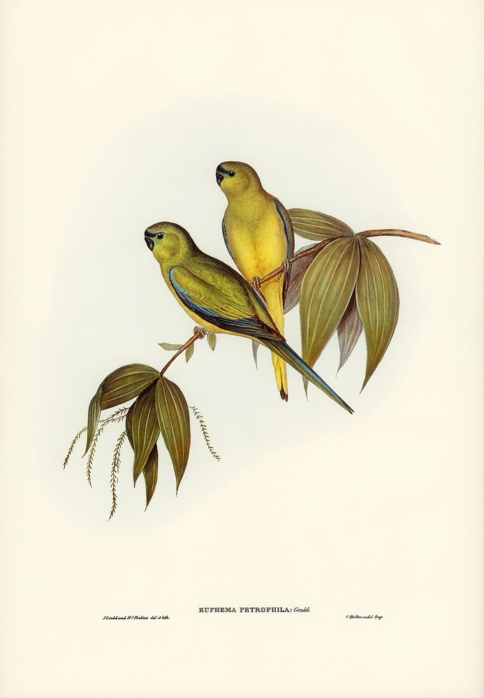 Rock Grass-Parakeet (Euphema petrophila) illustrated by Elizabeth Gould (1804&ndash;1841) for John Gould&rsquo;s (1804-1881)…