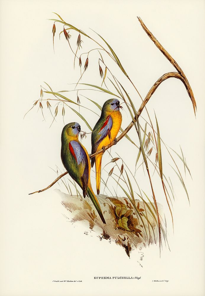 Chestnut-shouldered Grass-Parakeet (Euphema pulchella) illustrated by Elizabeth Gould (1804&ndash;1841) for John…