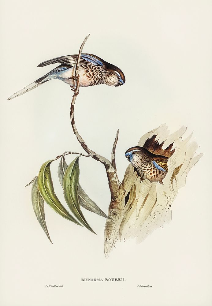 Bouke's Grass-Parakeet (Euphema Bourkii) illustrated by Elizabeth Gould (1804&ndash;1841) for John Gould&rsquo;s (1804-1881)…