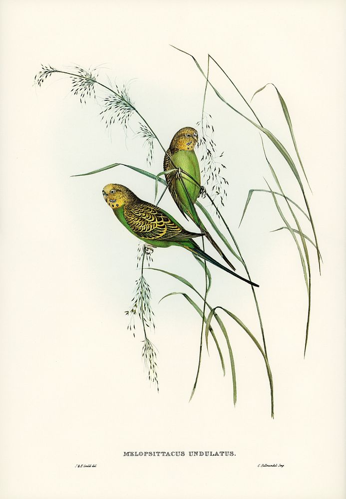 Warbling Grass-Parakeet (Melopsittacus undulatus) illustrated by Elizabeth Gould (1804&ndash;1841) for John Gould&rsquo;s…