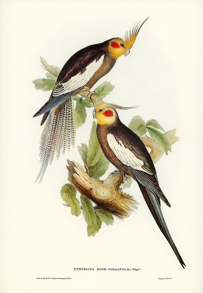 Cockatoo Parakeet (Nymphicus Novae Hollandiae) illustrated by Elizabeth Gould (1804&ndash;1841) for John Gould&rsquo;s (1804…