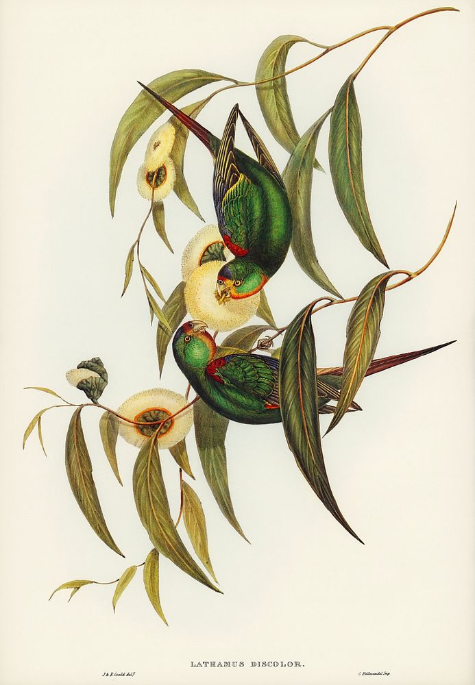 Swift Lorikeet (Lathamus discolor) illustrated by Elizabeth Gould (1804&ndash;1841) for John Gould&rsquo;s (1804-1881) Birds…