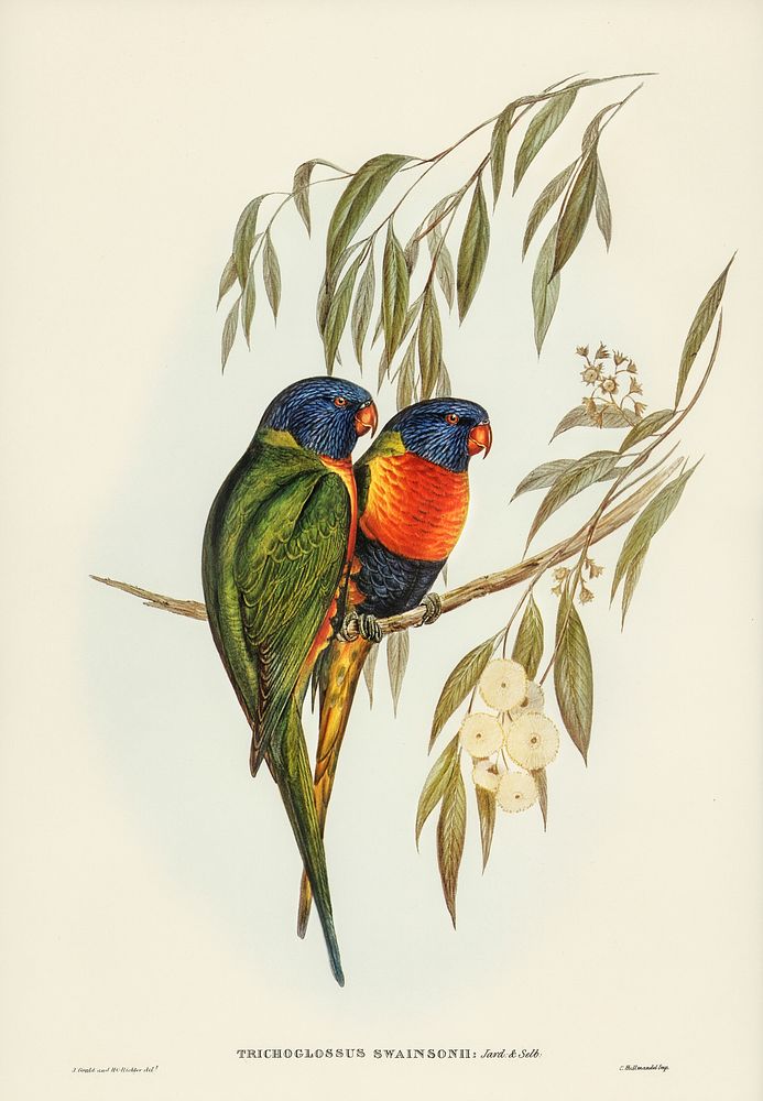 Swainson's Lorikeet (Trichoglossus Swainsonii) illustrated by Elizabeth Gould (1804&ndash;1841) for John Gould&rsquo;s (1804…