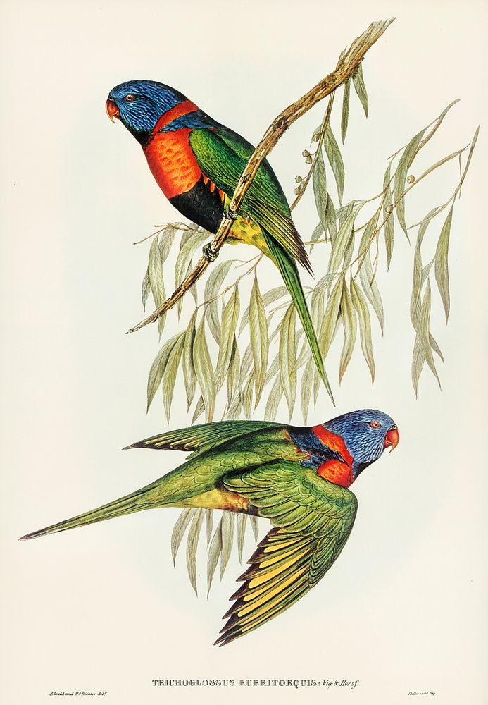 Red-collared Lorikeet (Trichoglossus rubritorquis) illustrated by Elizabeth Gould (1804&ndash;1841) for John Gould&rsquo;s…