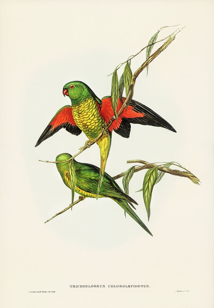 Scaly-breasted Lorikeet (Trichoglossus chlorolepidotus) illustrated by Elizabeth Gould (1804&ndash;1841) for John…