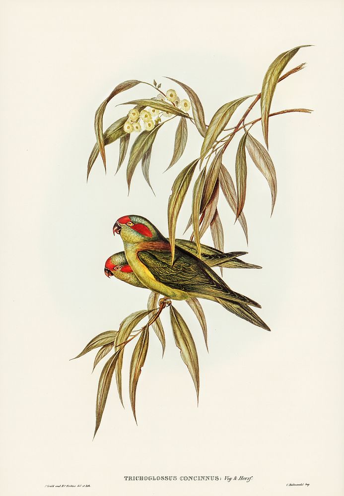 Musky Lorikeet (Trichoglossus concinnus) illustrated by Elizabeth Gould (1804&ndash;1841) for John Gould&rsquo;s (1804-1881)…