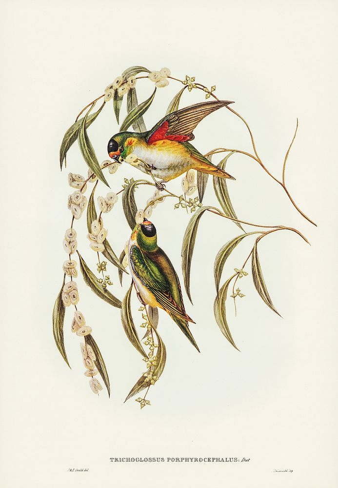 Porphyry-crowned Lorikeet (Trichoglossus Porphyrocephalus) illustrated by Elizabeth Gould (1804&ndash;1841) for John…