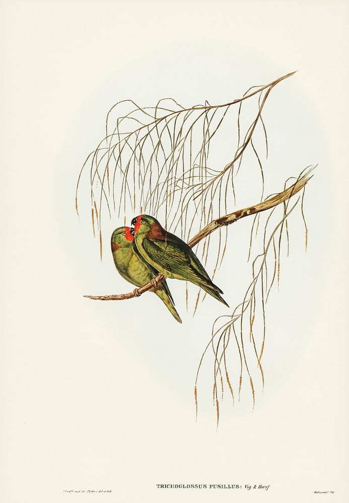 Little Lorikeet (Trichoglossus pusillus) illustrated by Elizabeth Gould (1804&ndash;1841) for John Gould&rsquo;s (1804-1881)…
