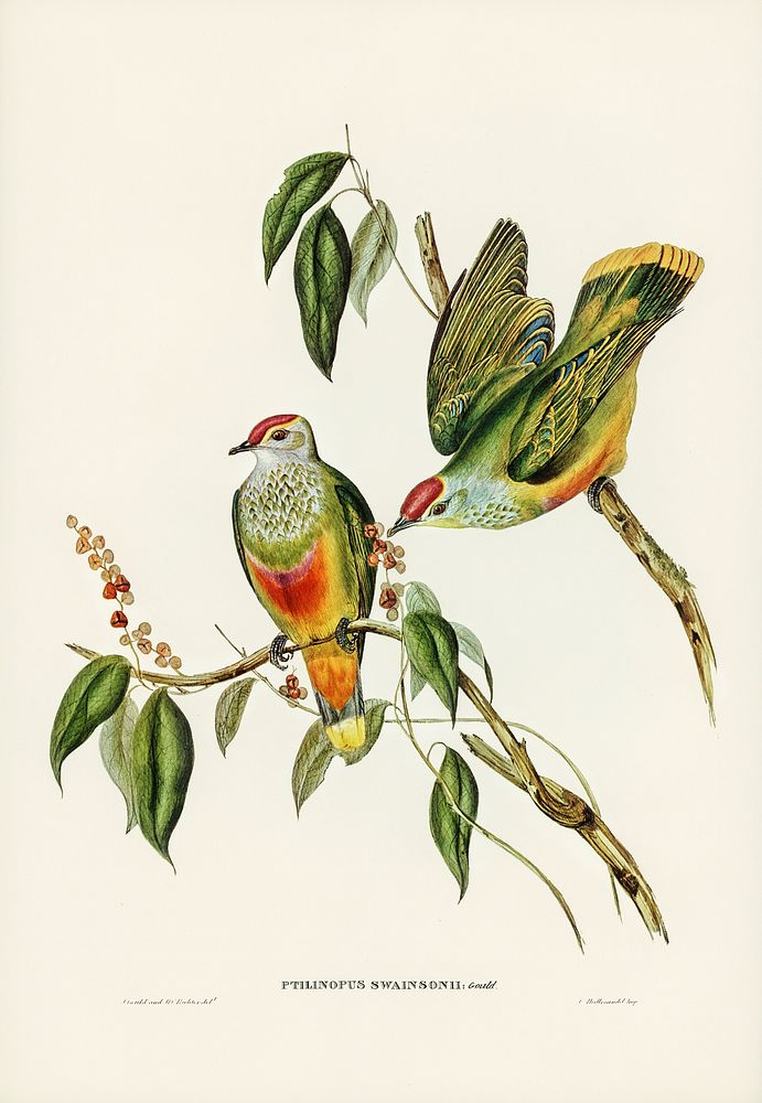 Swainson's Fruit Pigeon (Ptilinopus Swainsonii) illustrated by Elizabeth Gould (1804&ndash;1841) for John Gould&rsquo;s…