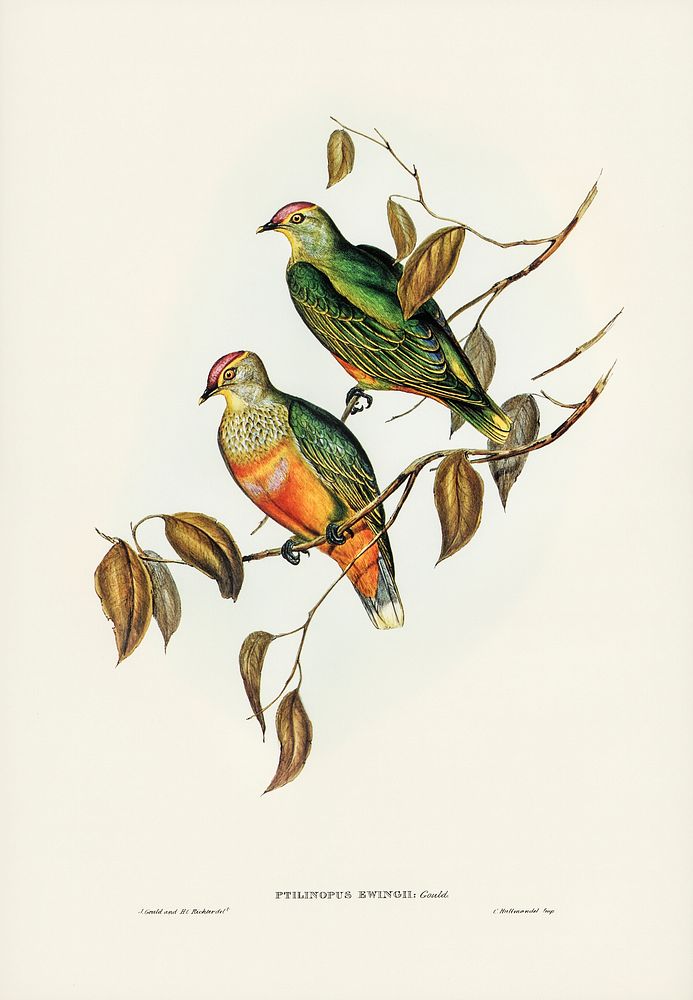 Ewing's Fruit Pigeon (Ptilinopus Ewingii) illustrated by Elizabeth Gould (1804&ndash;1841) for John Gould&rsquo;s (1804…