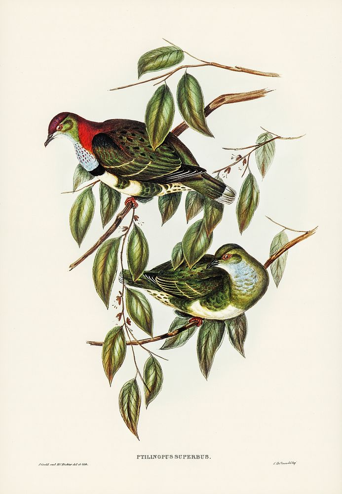 Superb Fruit Pigeon (Ptilinopus superbus) illustrated by Elizabeth Gould (1804&ndash;1841) for John Gould&rsquo;s (1804…