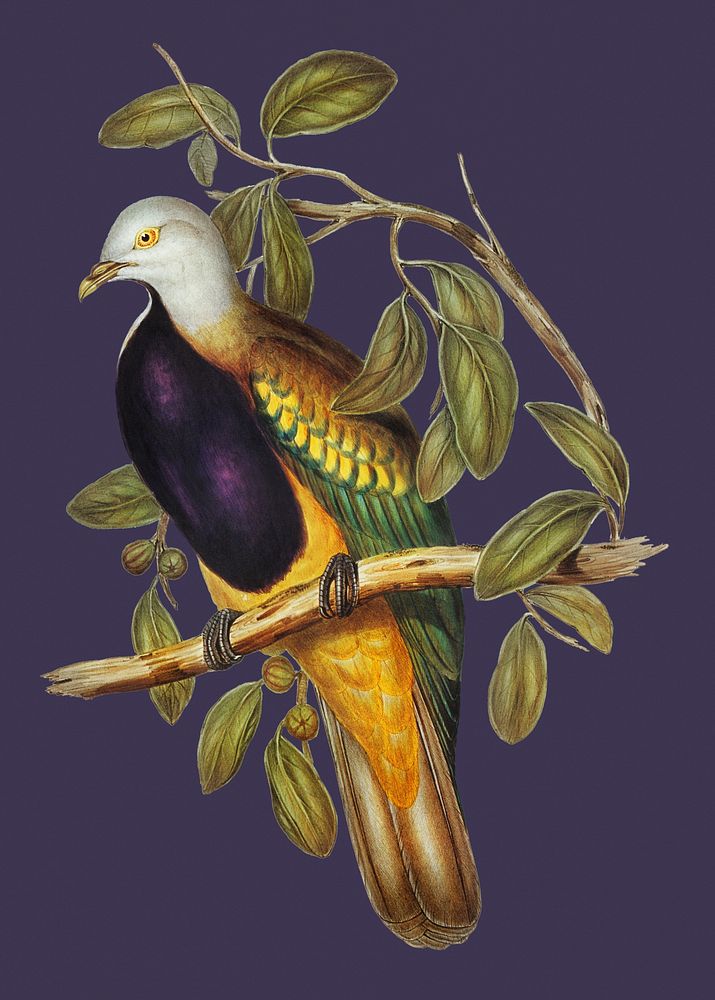 Vintage Illustration of Magnificent Fruit Pigeon.