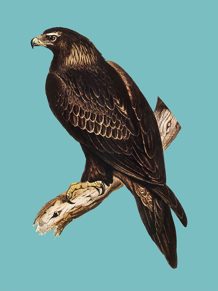 Wedge-tailed Eagle illustration