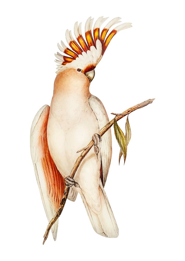 Leadbeater's Cockatoo illustration